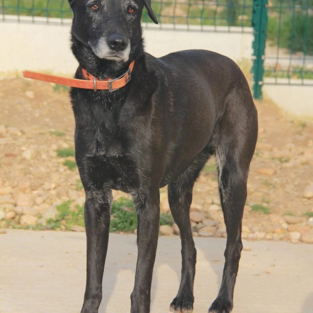 OLLY, female Labrador Retriever for adoption at Refuge Saint Roch (Valence), Valence — photo 5 of 12