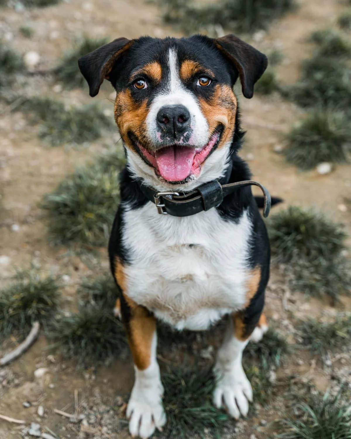 SONY, male mixed breed for adoption at Refuge Saint Roch (Valence), Valence