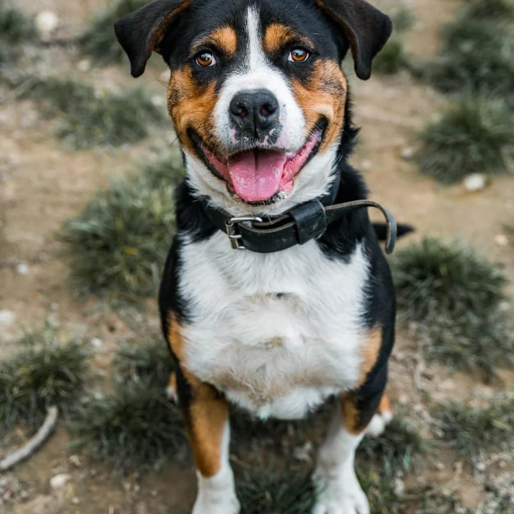 SONY, male mixed breed for adoption at Refuge Saint Roch (Valence), Valence — photo 2 of 14