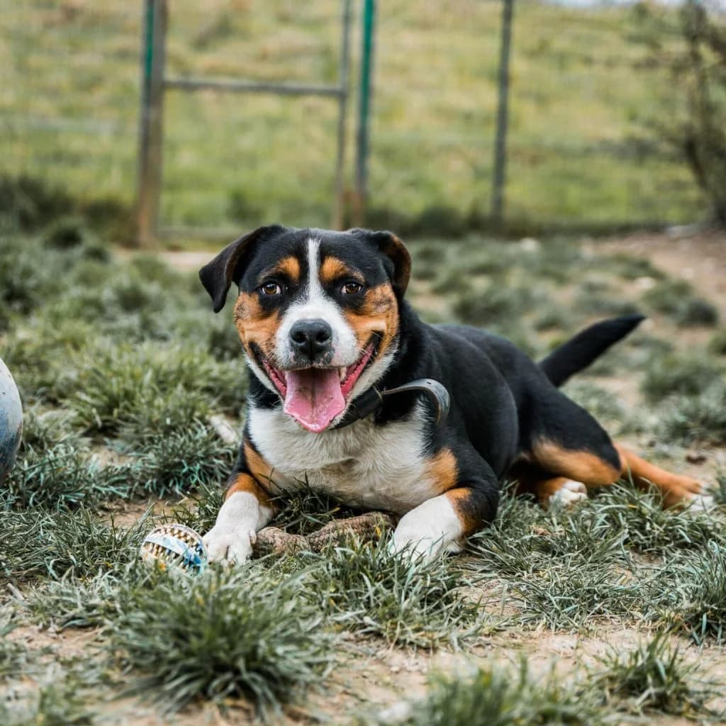 SONY, male mixed breed for adoption at Refuge Saint Roch (Valence), Valence — photo 6 of 14