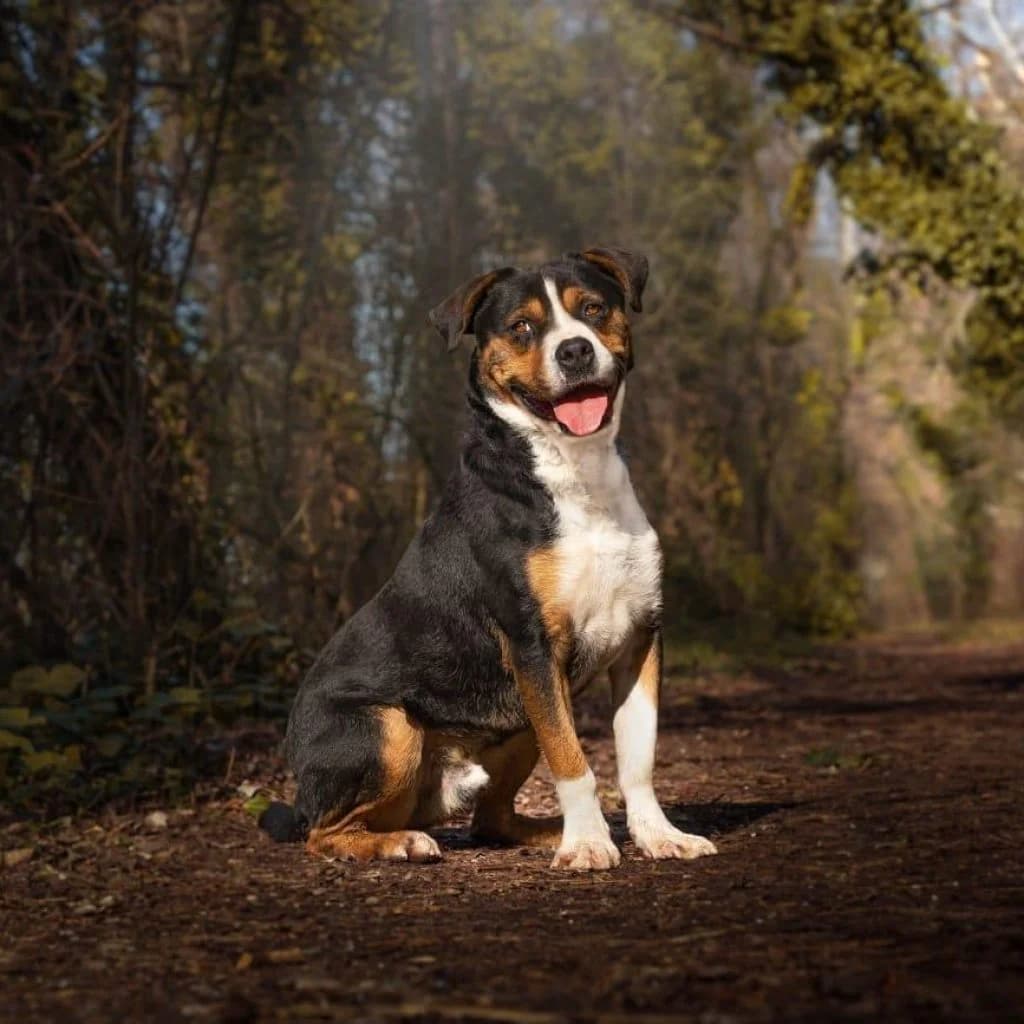 SONY, male mixed breed for adoption at Refuge Saint Roch (Valence), Valence — photo 7 of 14