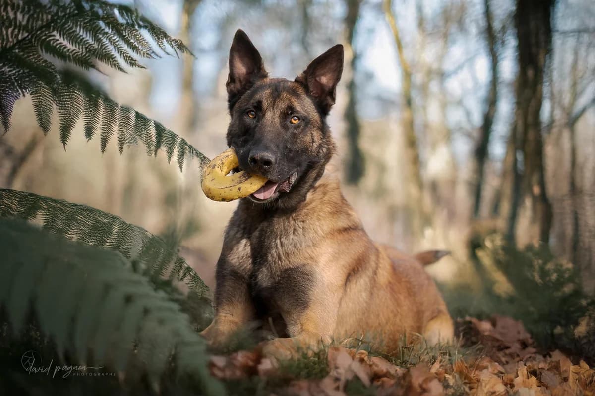SISKO, male puppy Belgian Malinois for adoption at Refuge Saint Roch (Valence), Valence
