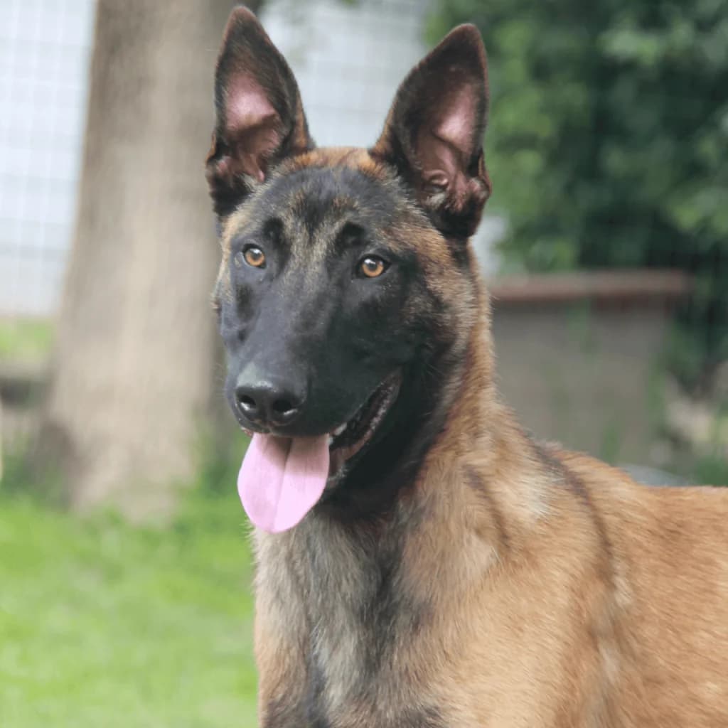 SISKO, male Belgian Malinois for adoption at Refuge Saint Roch (Valence), Valence — photo 2 of 12