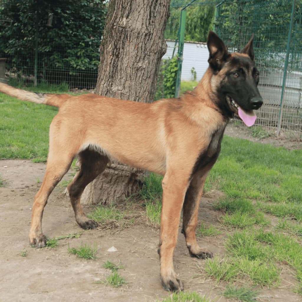 SISKO, male Belgian Malinois for adoption at Refuge Saint Roch (Valence), Valence — photo 3 of 12