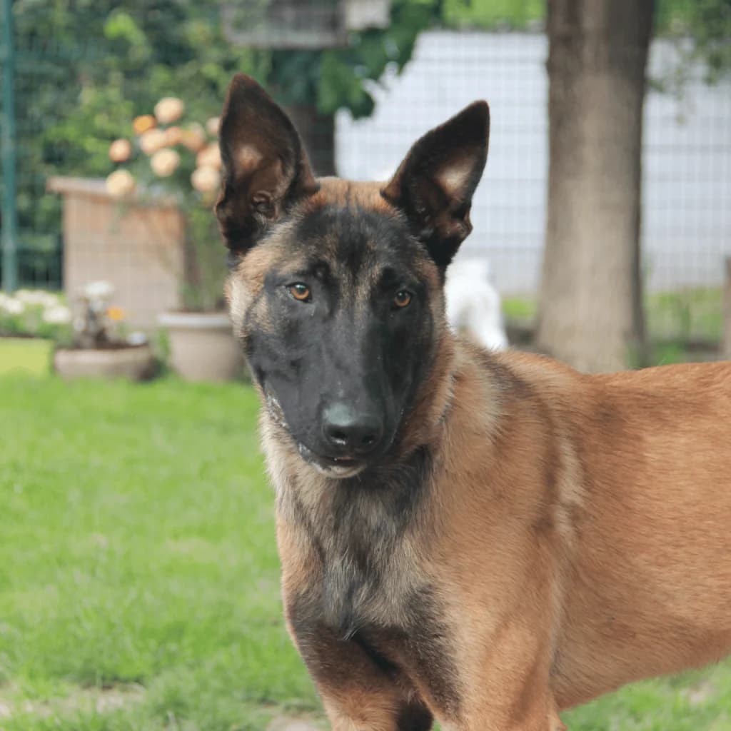SISKO, male Belgian Malinois for adoption at Refuge Saint Roch (Valence), Valence — photo 4 of 12