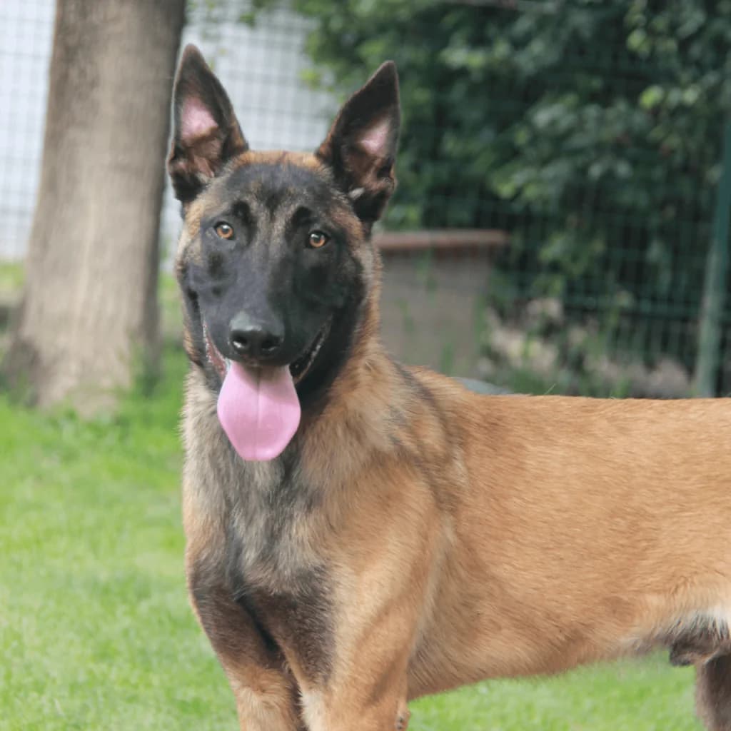SISKO, male Belgian Malinois for adoption at Refuge Saint Roch (Valence), Valence — photo 5 of 12