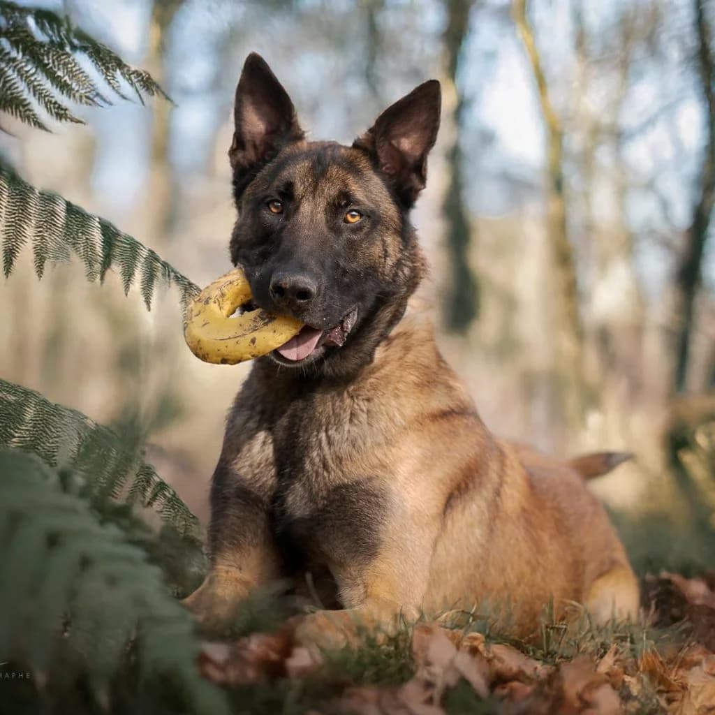 SISKO, male Belgian Malinois for adoption at Refuge Saint Roch (Valence), Valence — photo 6 of 12