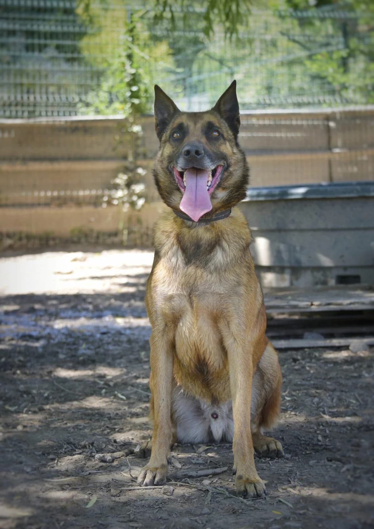 SHELDON, male Belgian Malinois for adoption at Refuge Saint Roch (Valence), Valence