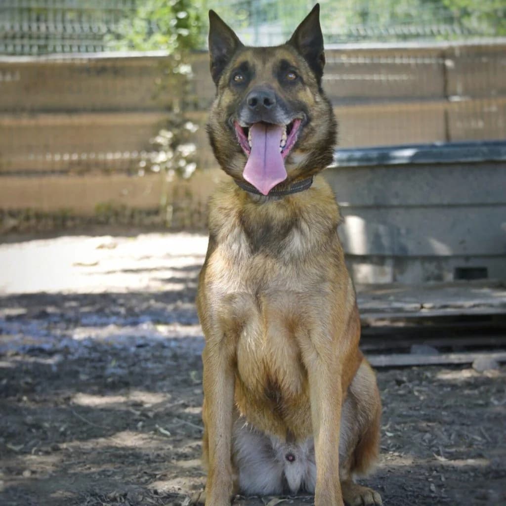 SHELDON, male Belgian Malinois for adoption at Refuge Saint Roch (Valence), Valence — photo 2 of 14