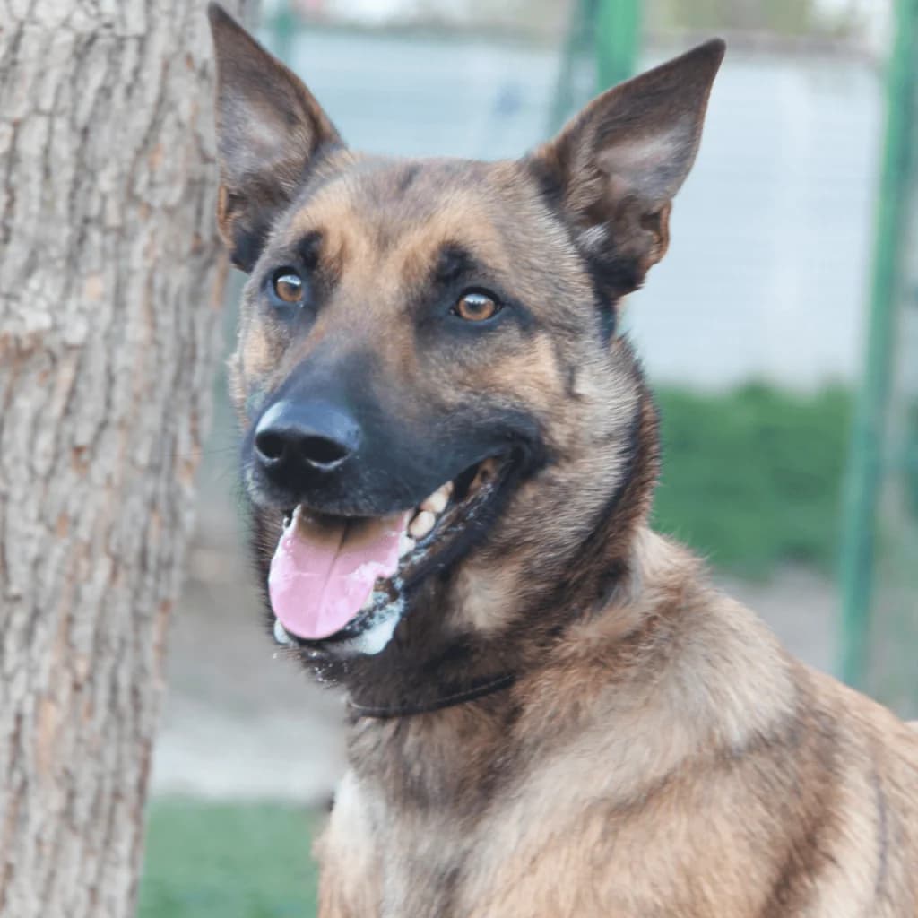 SHELDON, male Belgian Malinois for adoption at Refuge Saint Roch (Valence), Valence — photo 3 of 14