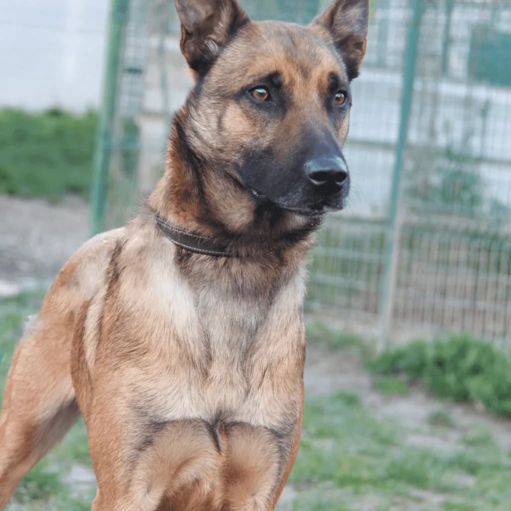 SHELDON, male Belgian Malinois for adoption at Refuge Saint Roch (Valence), Valence — photo 4 of 14