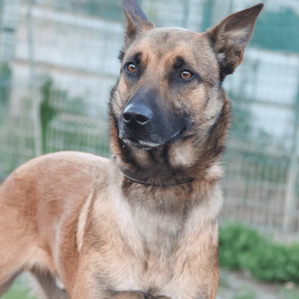 SHELDON, male Belgian Malinois for adoption at Refuge Saint Roch (Valence), Valence — photo 5 of 14