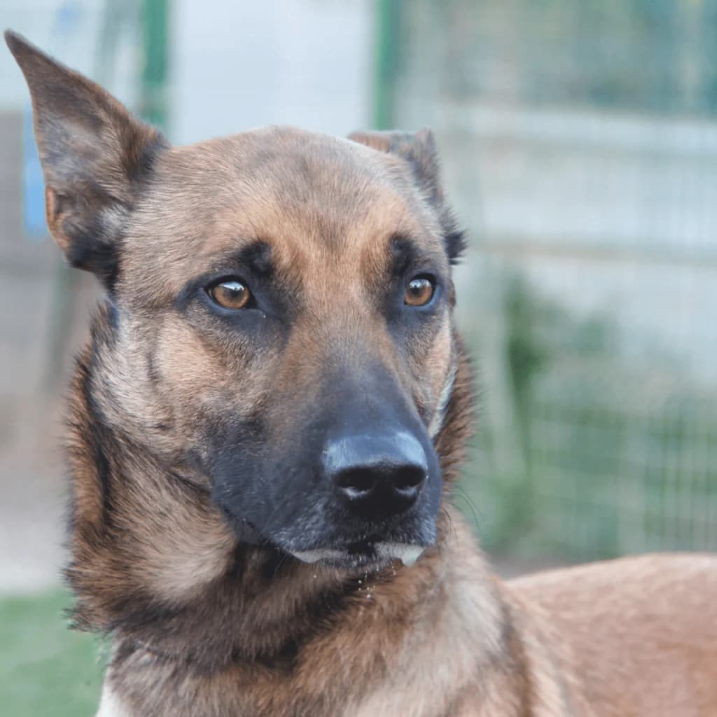 SHELDON, male Belgian Malinois for adoption at Refuge Saint Roch (Valence), Valence — photo 6 of 14