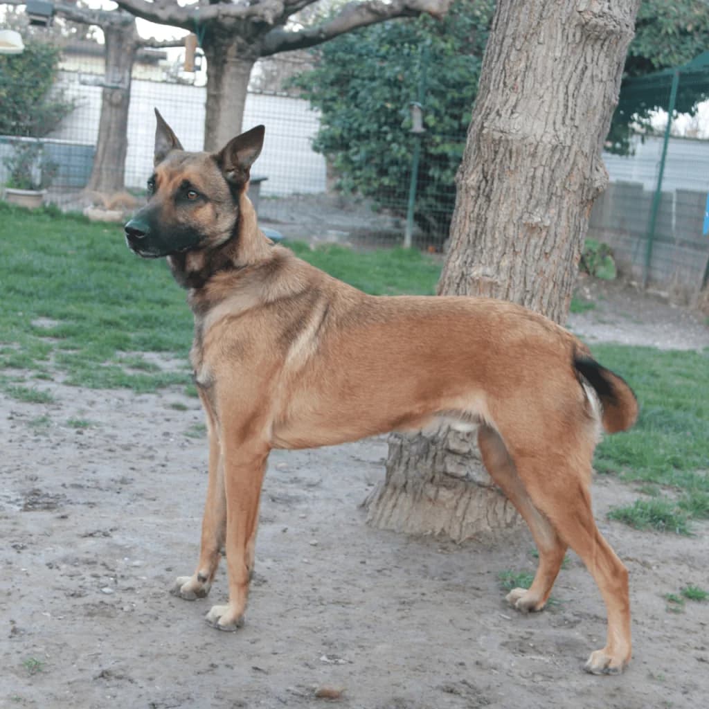 SHELDON, male Belgian Malinois for adoption at Refuge Saint Roch (Valence), Valence — photo 7 of 14