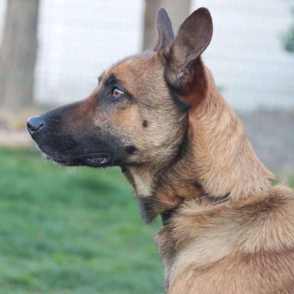 SHELDON, male Belgian Malinois for adoption at Refuge Saint Roch (Valence), Valence — photo 8 of 14
