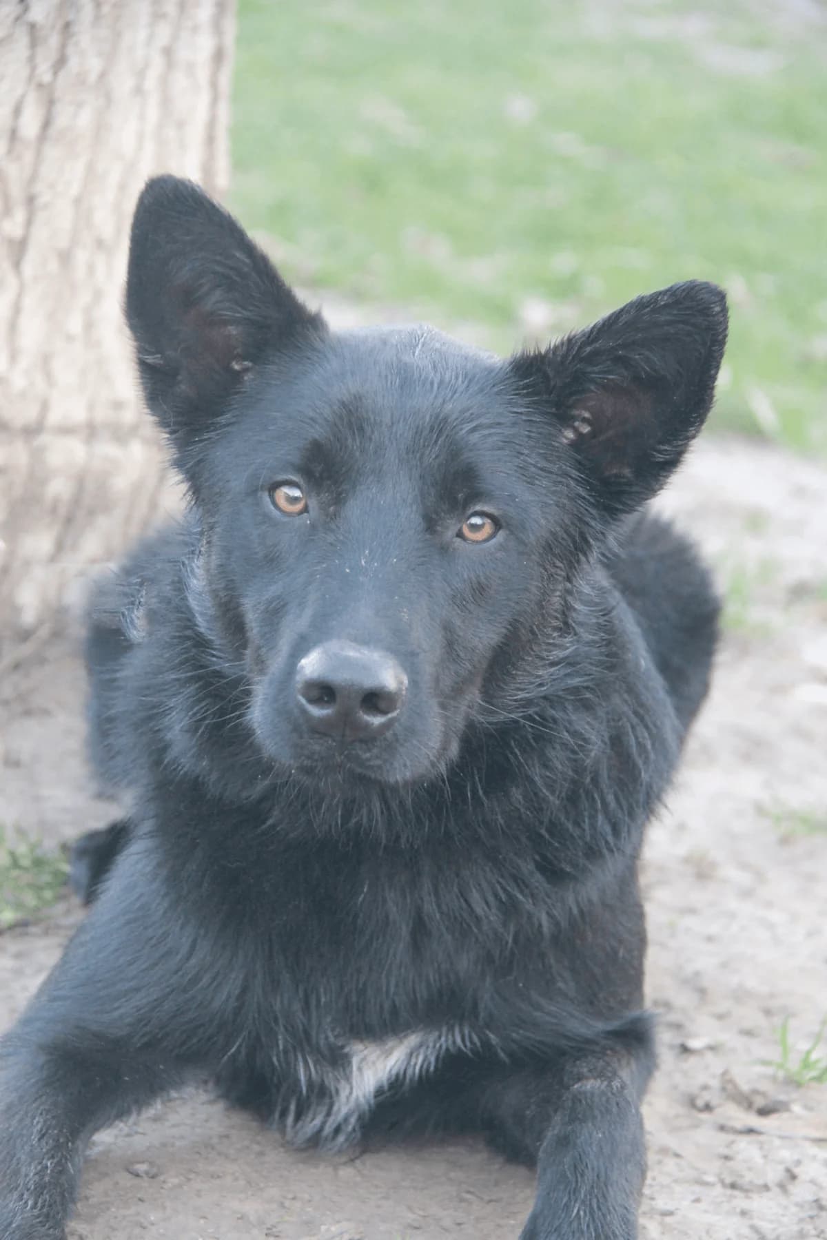 YUKY, male Border Collie for adoption at Refuge Saint Roch (Valence), Valence