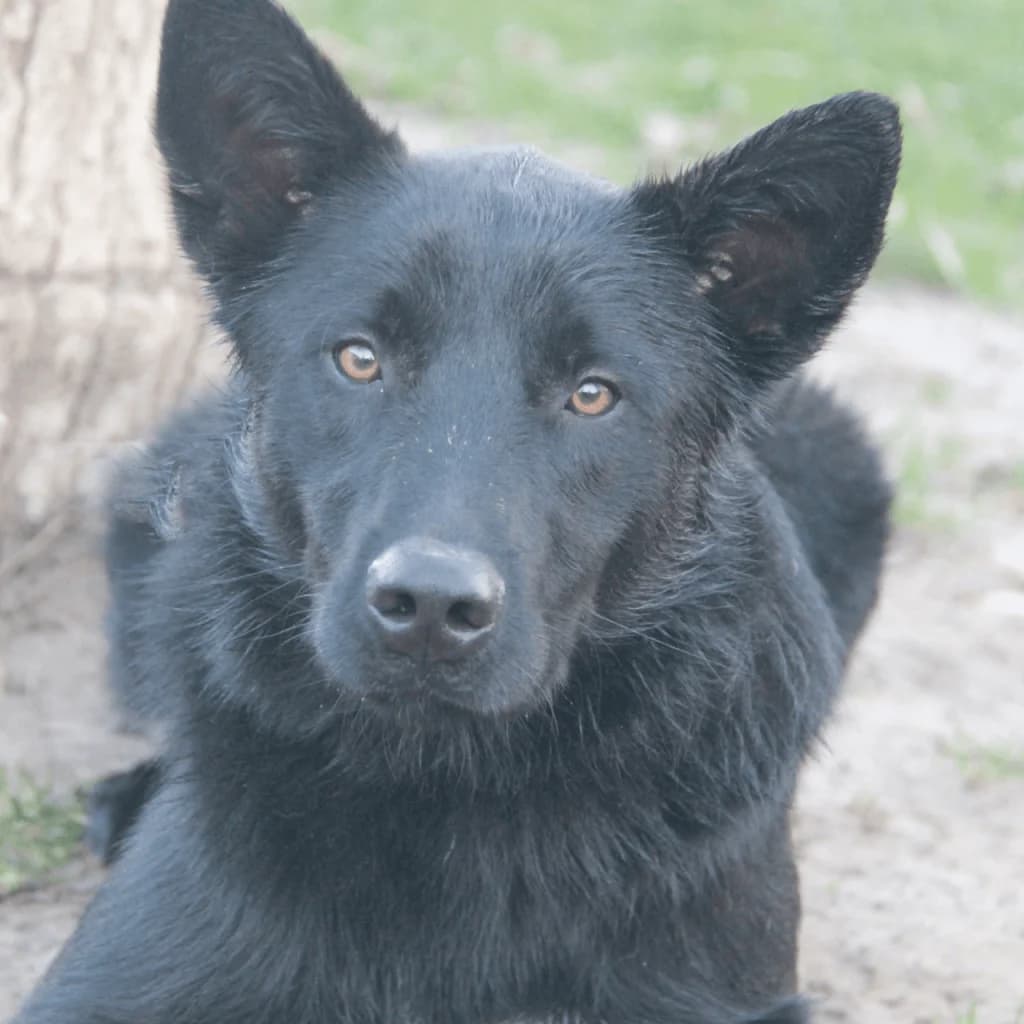YUKY, male Border Collie for adoption at Refuge Saint Roch (Valence), Valence — photo 2 of 13