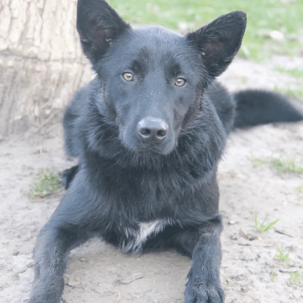 YUKY, male Border Collie for adoption at Refuge Saint Roch (Valence), Valence — photo 3 of 13