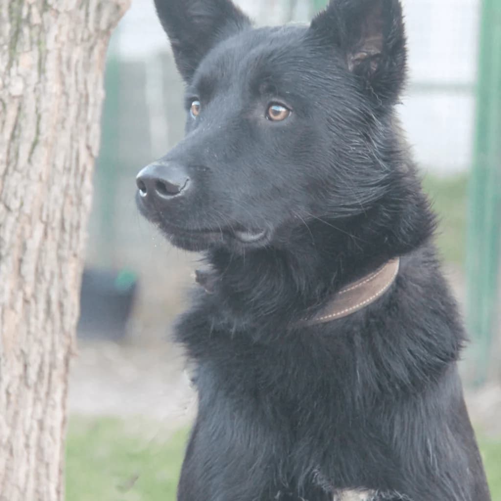 YUKY, male Border Collie for adoption at Refuge Saint Roch (Valence), Valence — photo 4 of 13