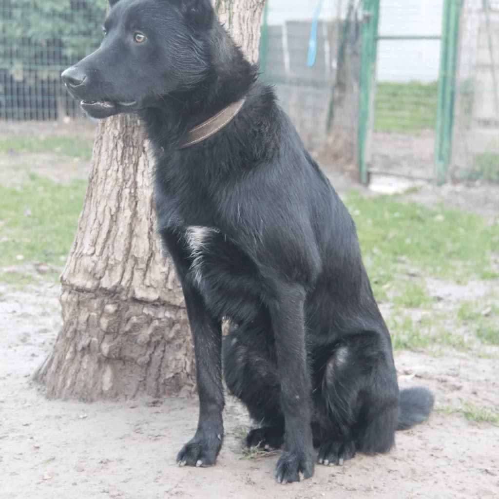 YUKY, male Border Collie for adoption at Refuge Saint Roch (Valence), Valence — photo 5 of 13