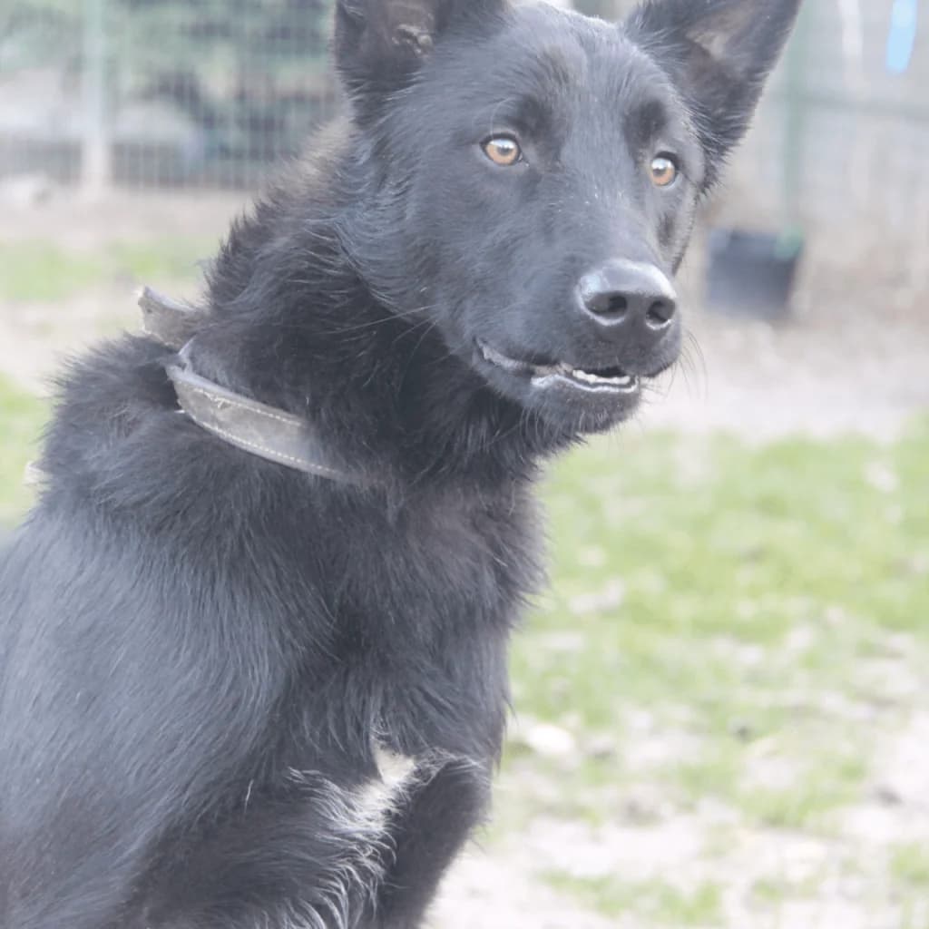 YUKY, male Border Collie for adoption at Refuge Saint Roch (Valence), Valence — photo 6 of 13
