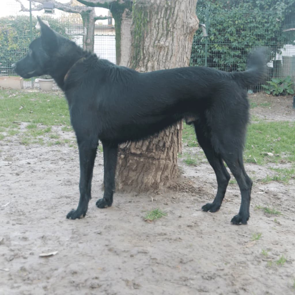 YUKY, male Border Collie for adoption at Refuge Saint Roch (Valence), Valence — photo 7 of 13