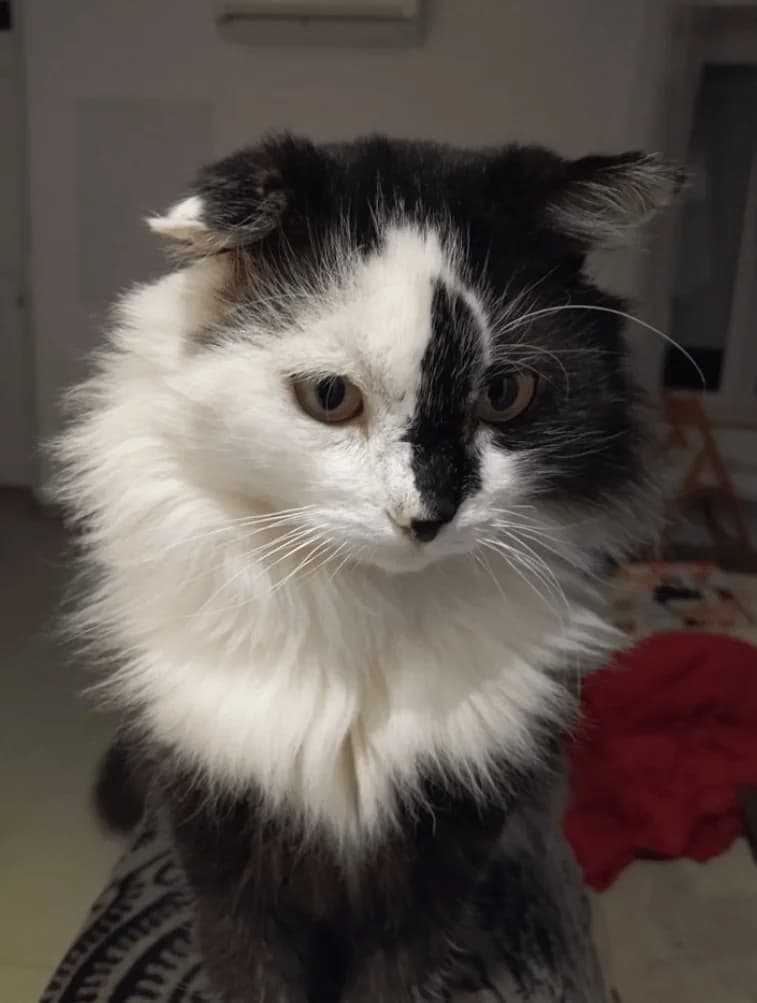 MERLIN, male Mixed Breed for adoption at Refuge Saint Roch (Valence), Valence