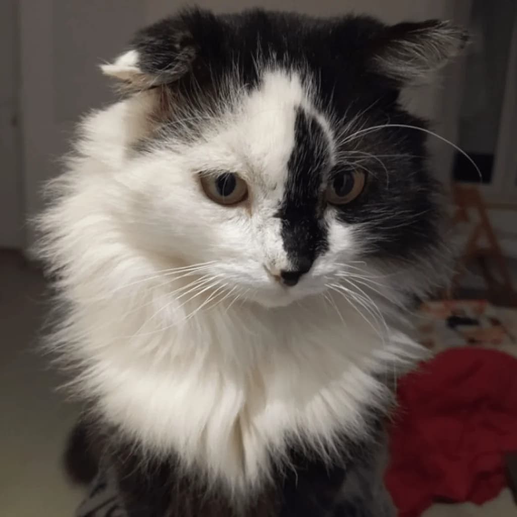 MERLIN, male Mixed Breed for adoption at Refuge Saint Roch (Valence), Valence — photo 2 of 8