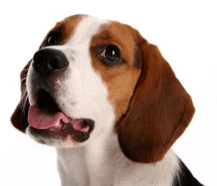 MERLIN, male Mixed Breed for adoption at Refuge Saint Roch (Valence), Valence — photo 8 of 8