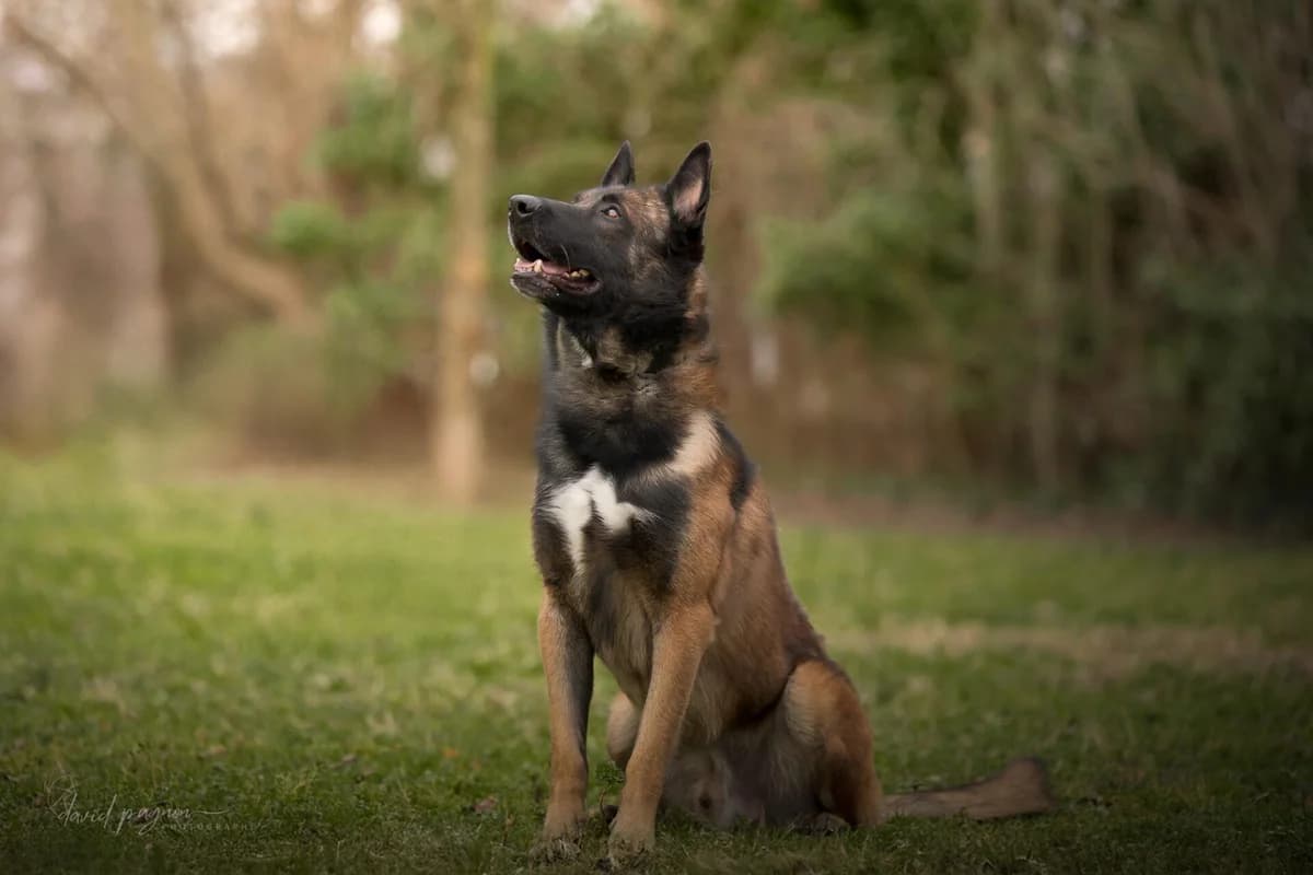 GROOT, male Belgian Malinois for adoption at Refuge Saint Roch (Valence), Valence