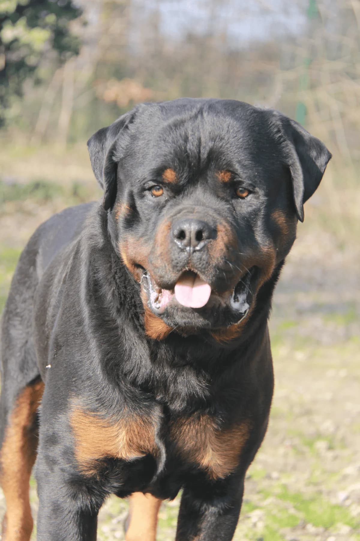 VAGA, male Rottweiler for adoption at Refuge Saint Roch (Valence), Valence