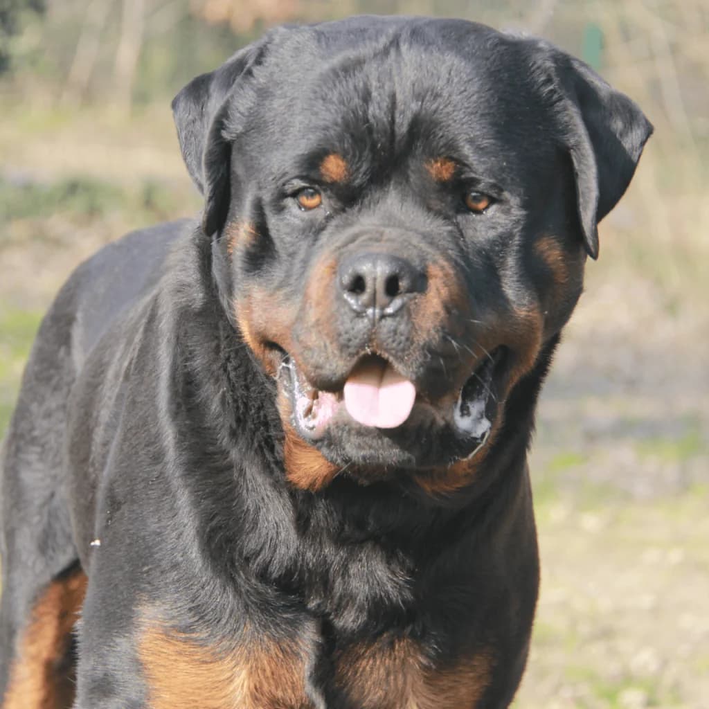 VAGA, male Rottweiler for adoption at Refuge Saint Roch (Valence), Valence — photo 2 of 12