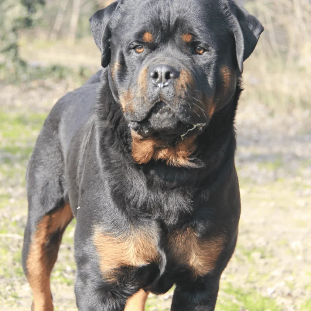 VAGA, male Rottweiler for adoption at Refuge Saint Roch (Valence), Valence — photo 3 of 12