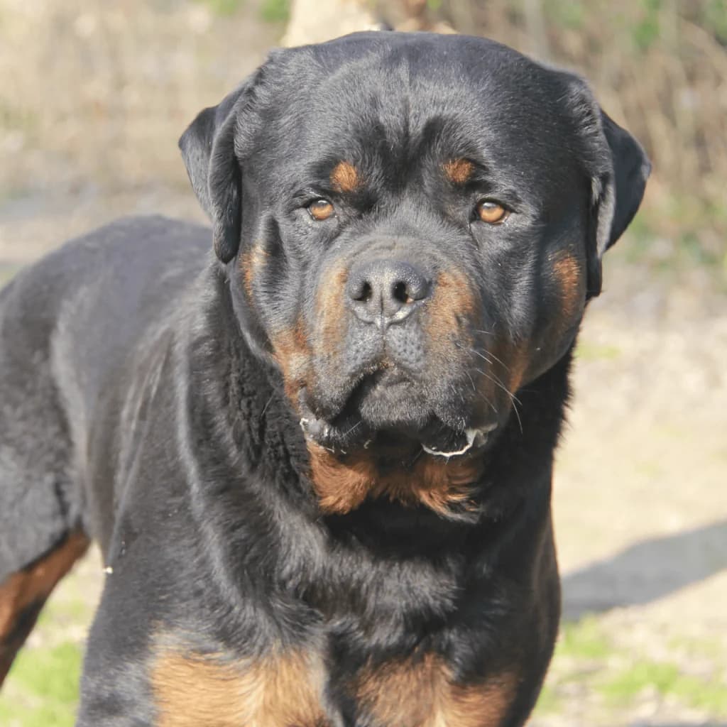 VAGA, male Rottweiler for adoption at Refuge Saint Roch (Valence), Valence — photo 4 of 12