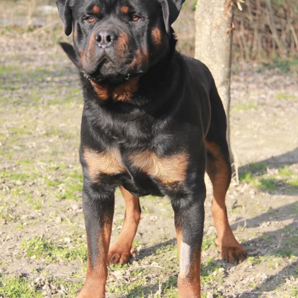 VAGA, male Rottweiler for adoption at Refuge Saint Roch (Valence), Valence — photo 5 of 12