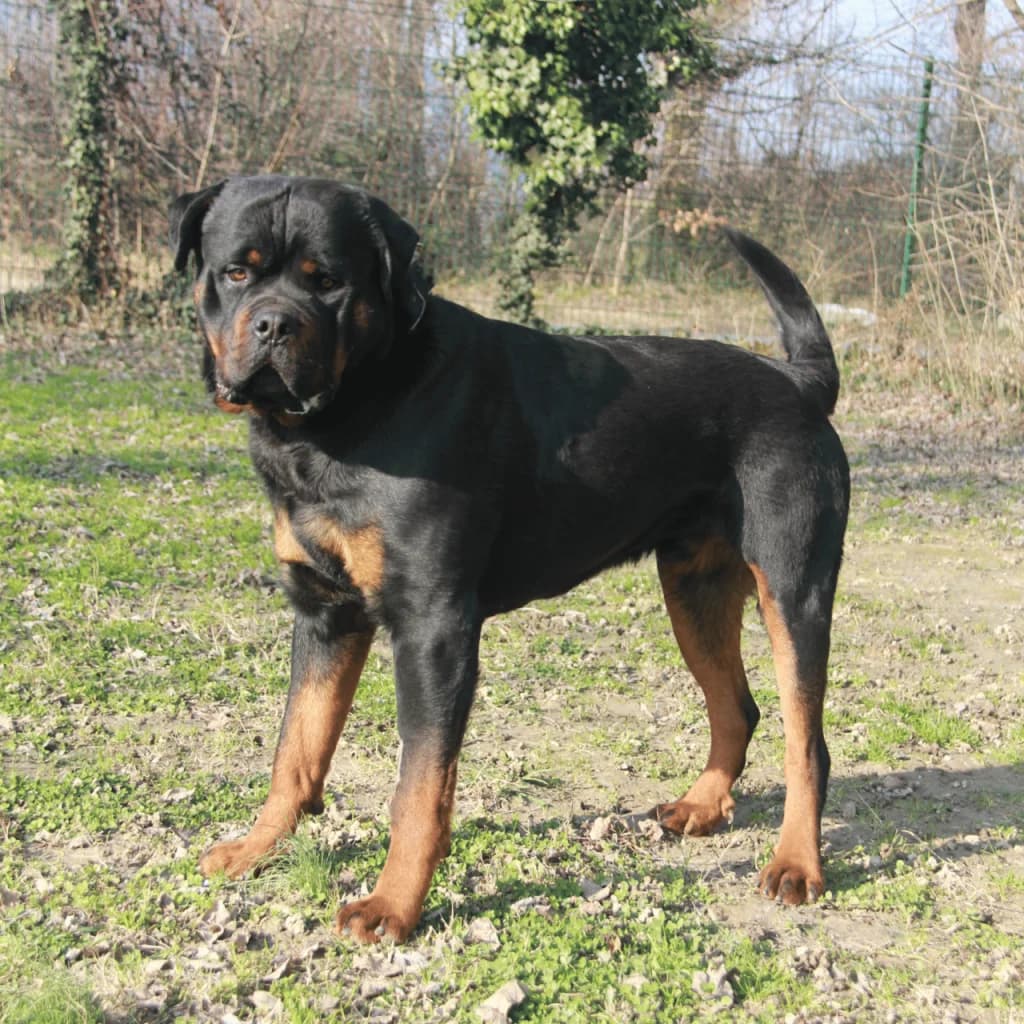 VAGA, male Rottweiler for adoption at Refuge Saint Roch (Valence), Valence — photo 6 of 12
