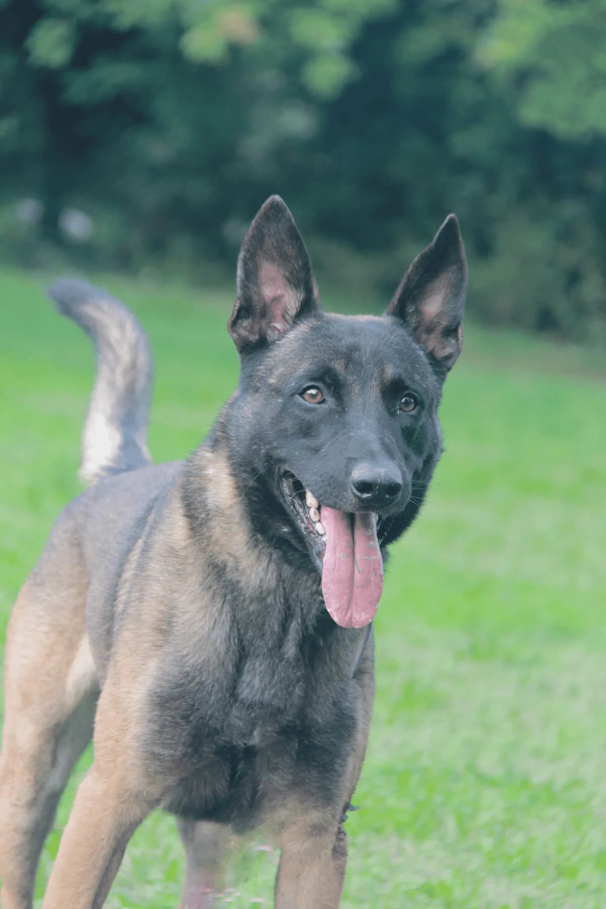 T’ZEUS, male Belgian Malinois for adoption at Refuge Saint Roch (Valence), Valence