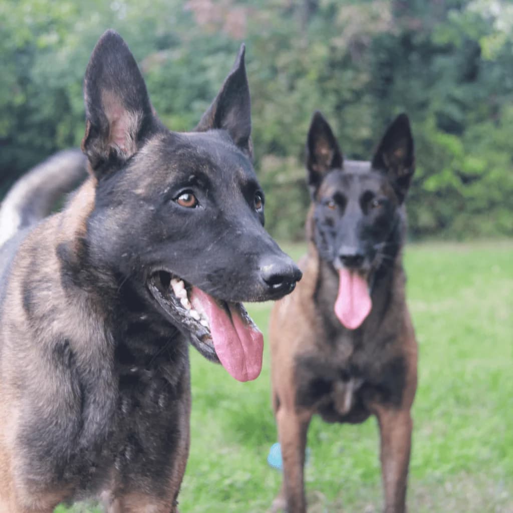 T’ZEUS, male Belgian Malinois for adoption at Refuge Saint Roch (Valence), Valence — photo 2 of 13