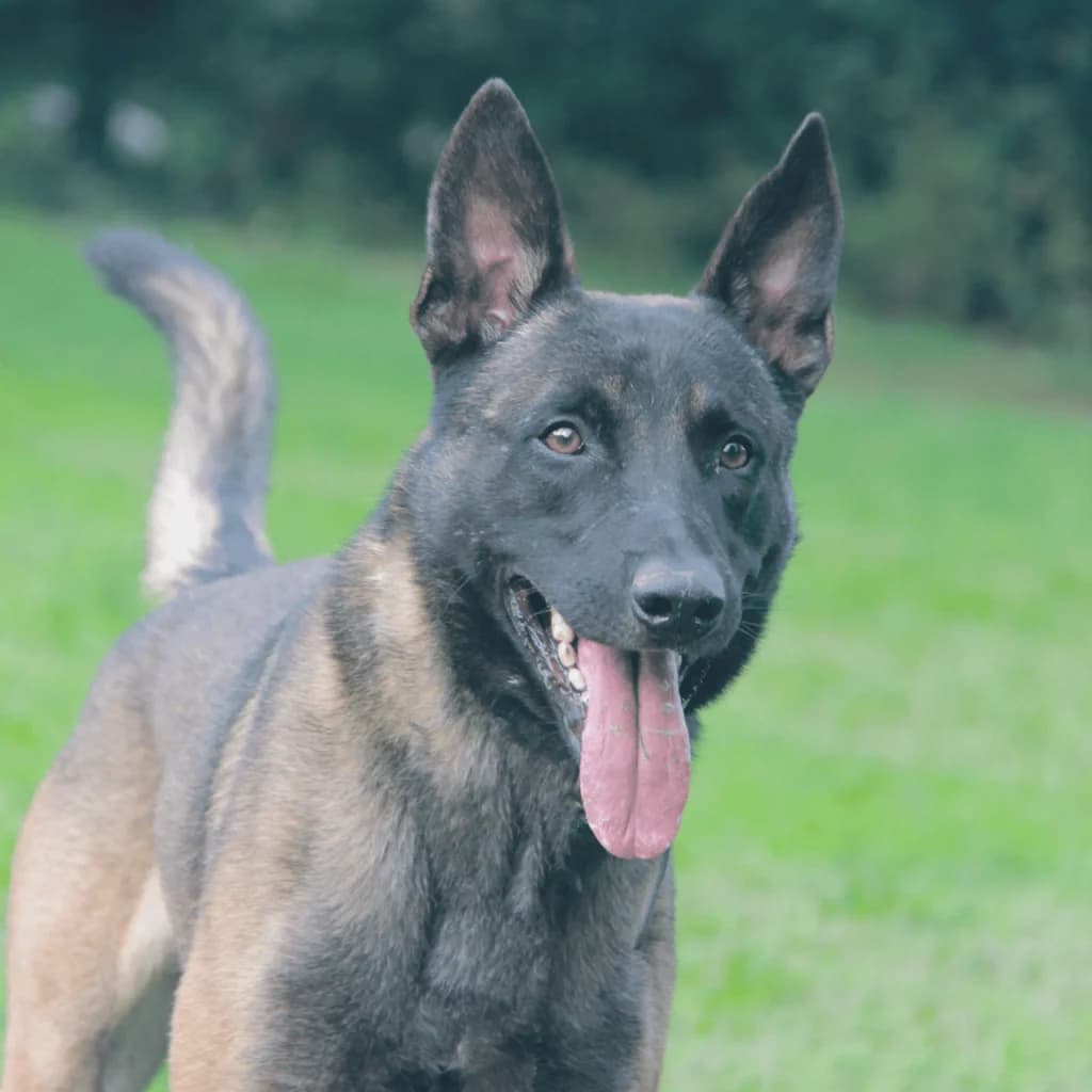 T’ZEUS, male Belgian Malinois for adoption at Refuge Saint Roch (Valence), Valence — photo 3 of 13