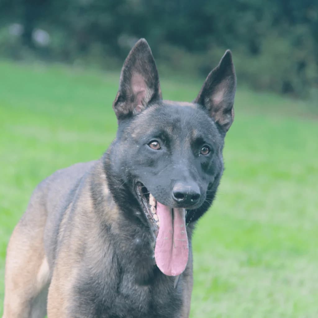T’ZEUS, male Belgian Malinois for adoption at Refuge Saint Roch (Valence), Valence — photo 4 of 13