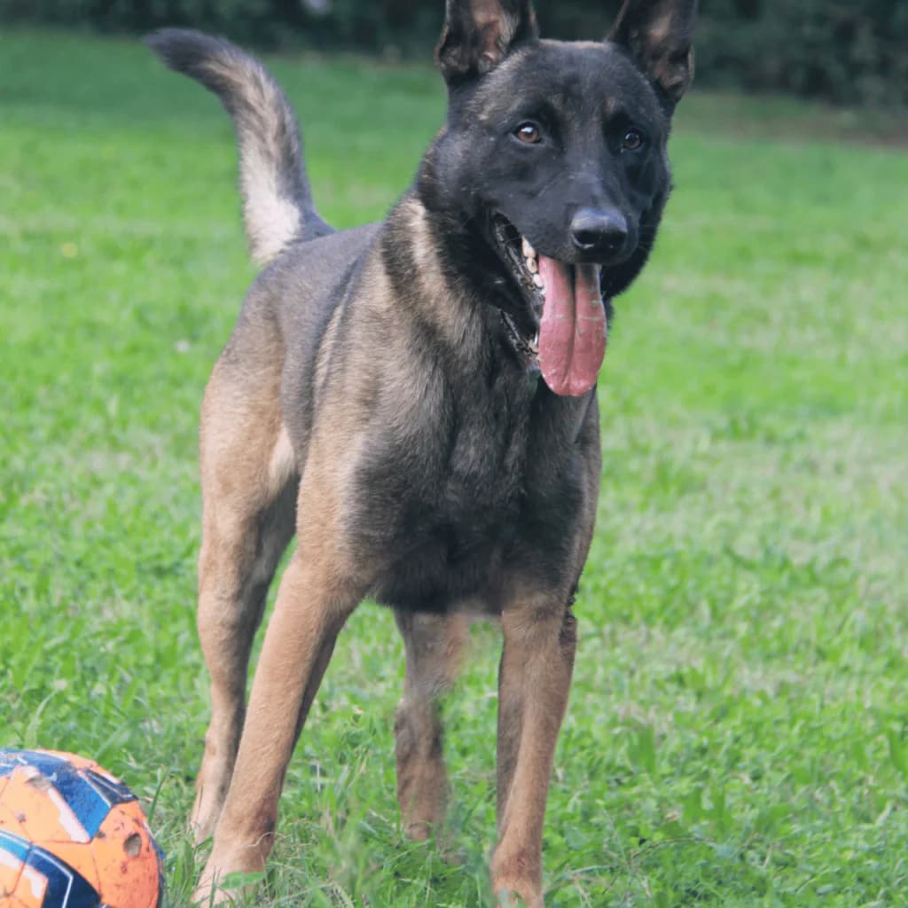 T’ZEUS, male Belgian Malinois for adoption at Refuge Saint Roch (Valence), Valence — photo 5 of 13