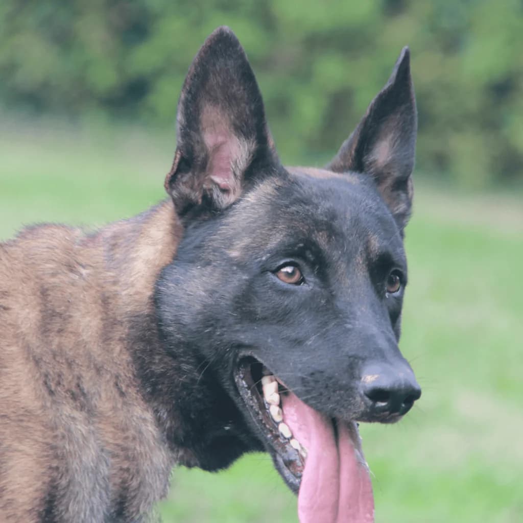 T’ZEUS, male Belgian Malinois for adoption at Refuge Saint Roch (Valence), Valence — photo 6 of 13