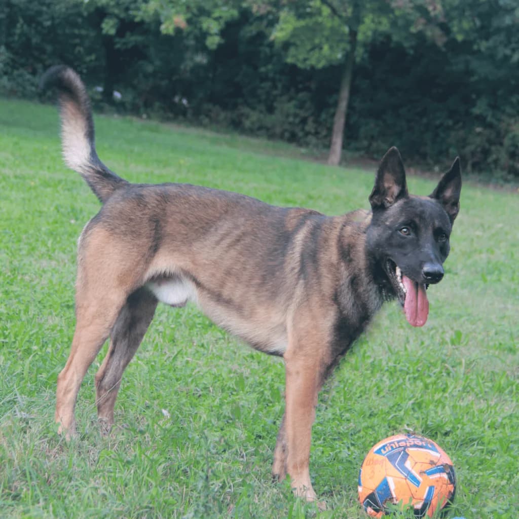 T’ZEUS, male Belgian Malinois for adoption at Refuge Saint Roch (Valence), Valence — photo 7 of 13