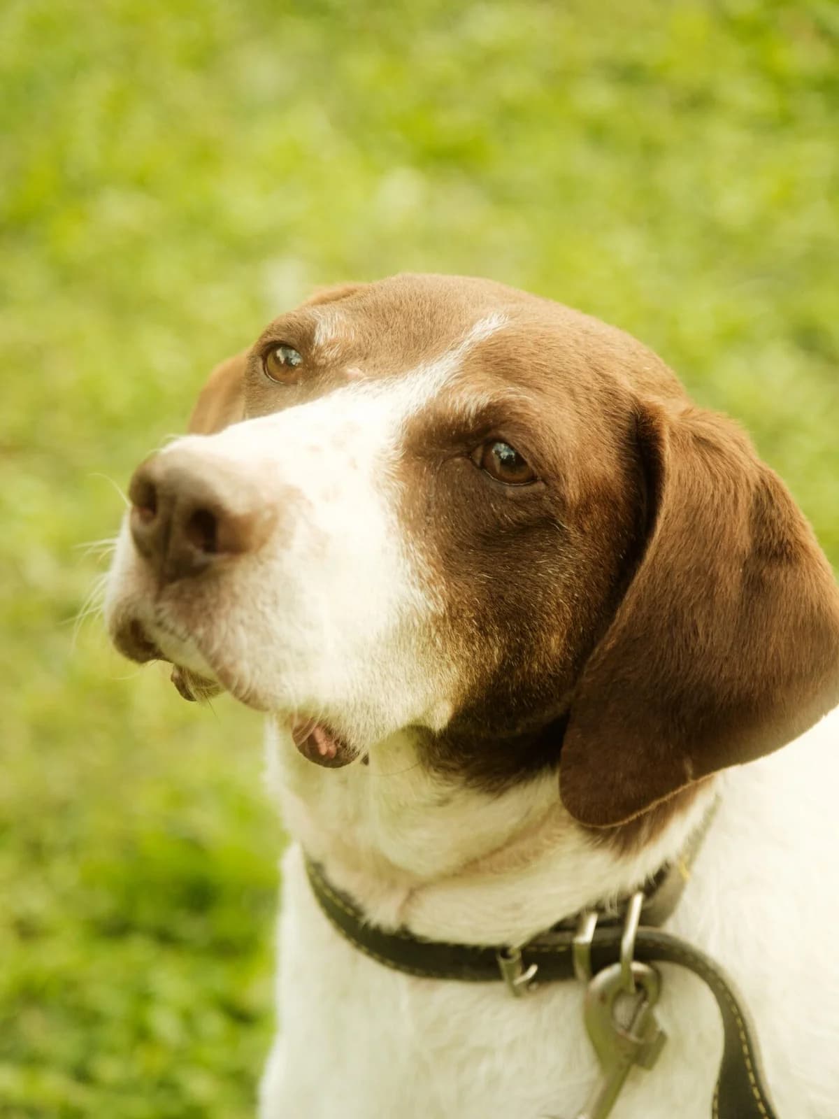 PAMPA, female German Shorthaired Pointer for adoption at Refuge Saint Roch (Valence), Valence