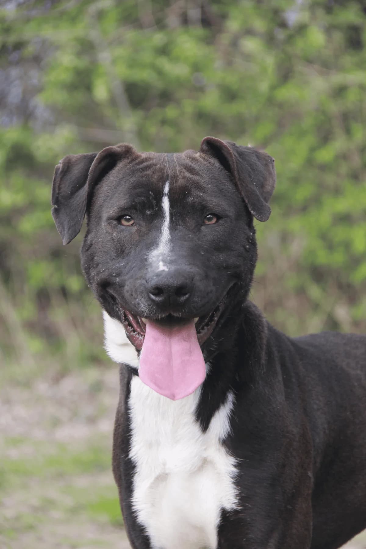 DAHO, male Cane Corso for adoption at Refuge Saint Roch (Valence), Valence