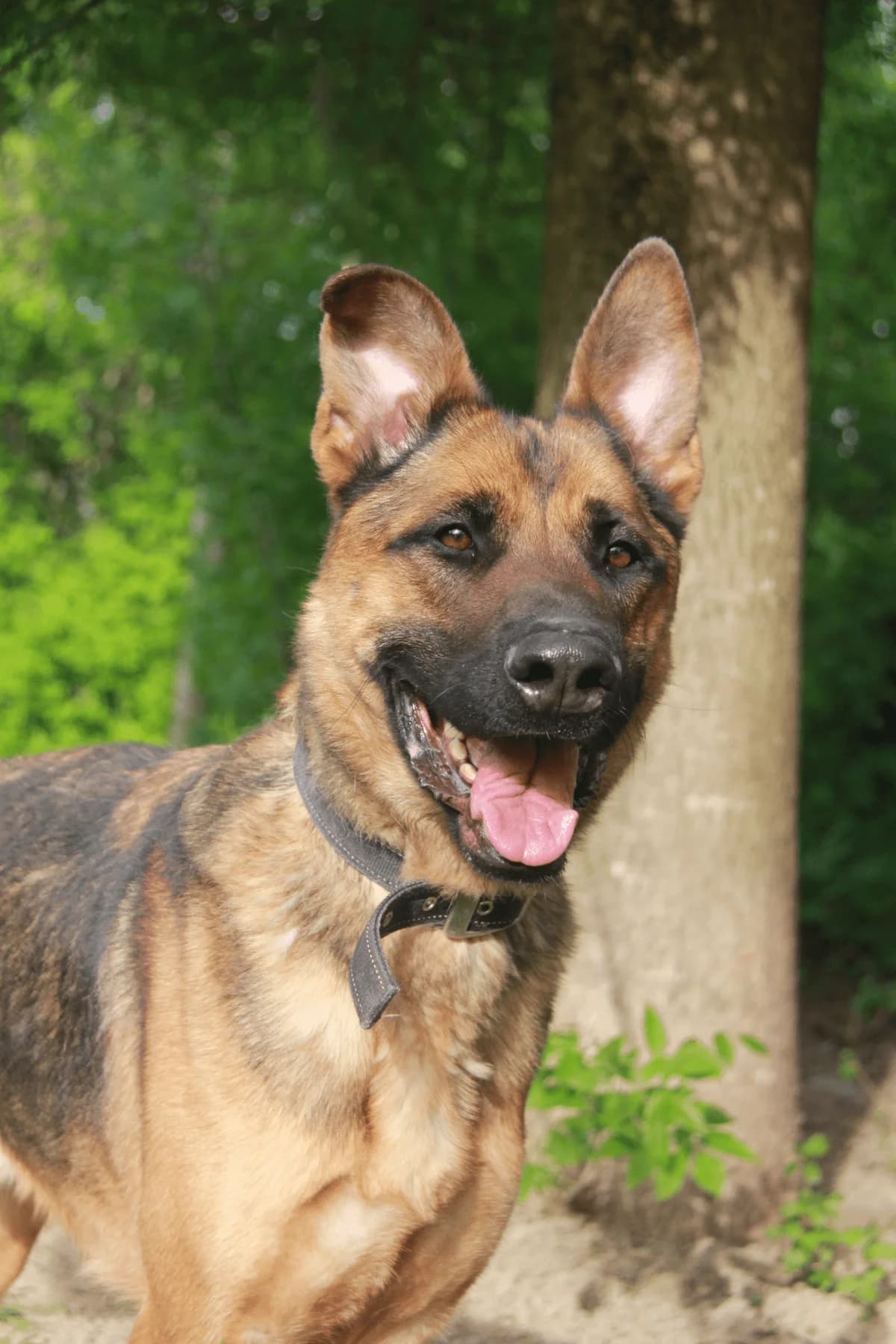 ZEUS, male Belgian Malinois for adoption at Refuge Saint Roch (Valence), Valence