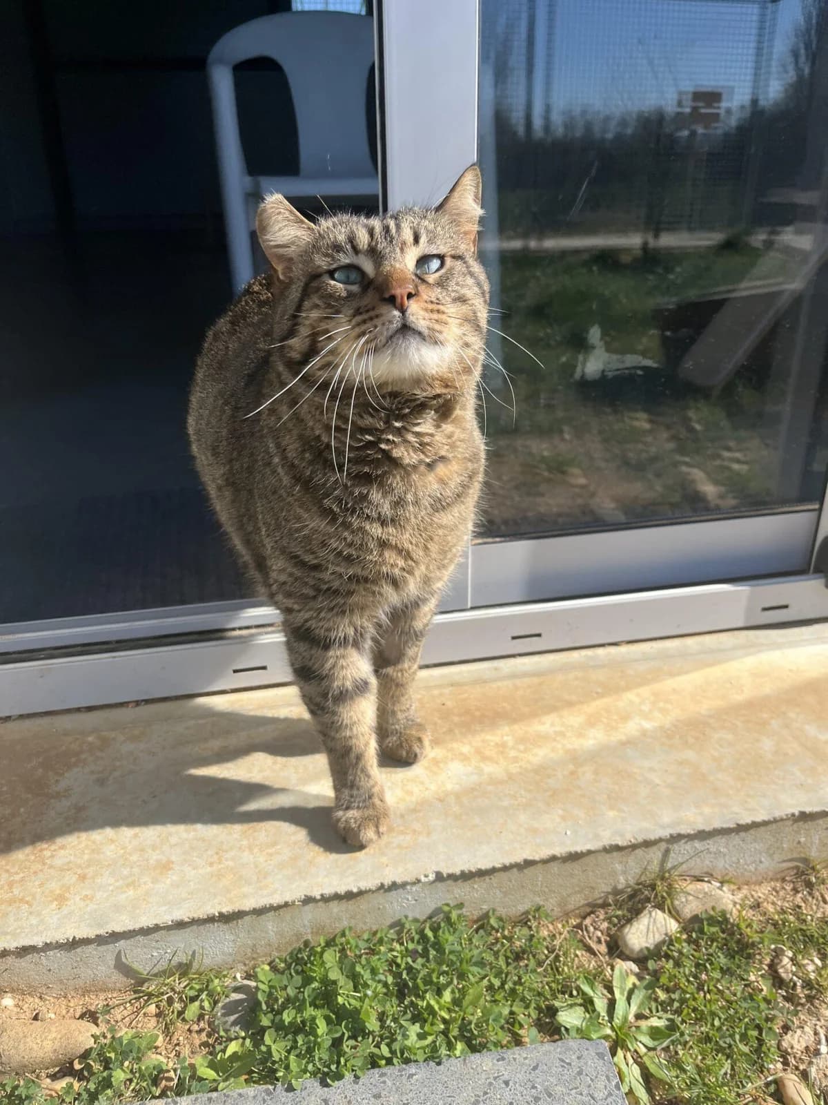 CODY, male Mixed Breed for adoption at Refuge Saint Roch (Valence), Valence
