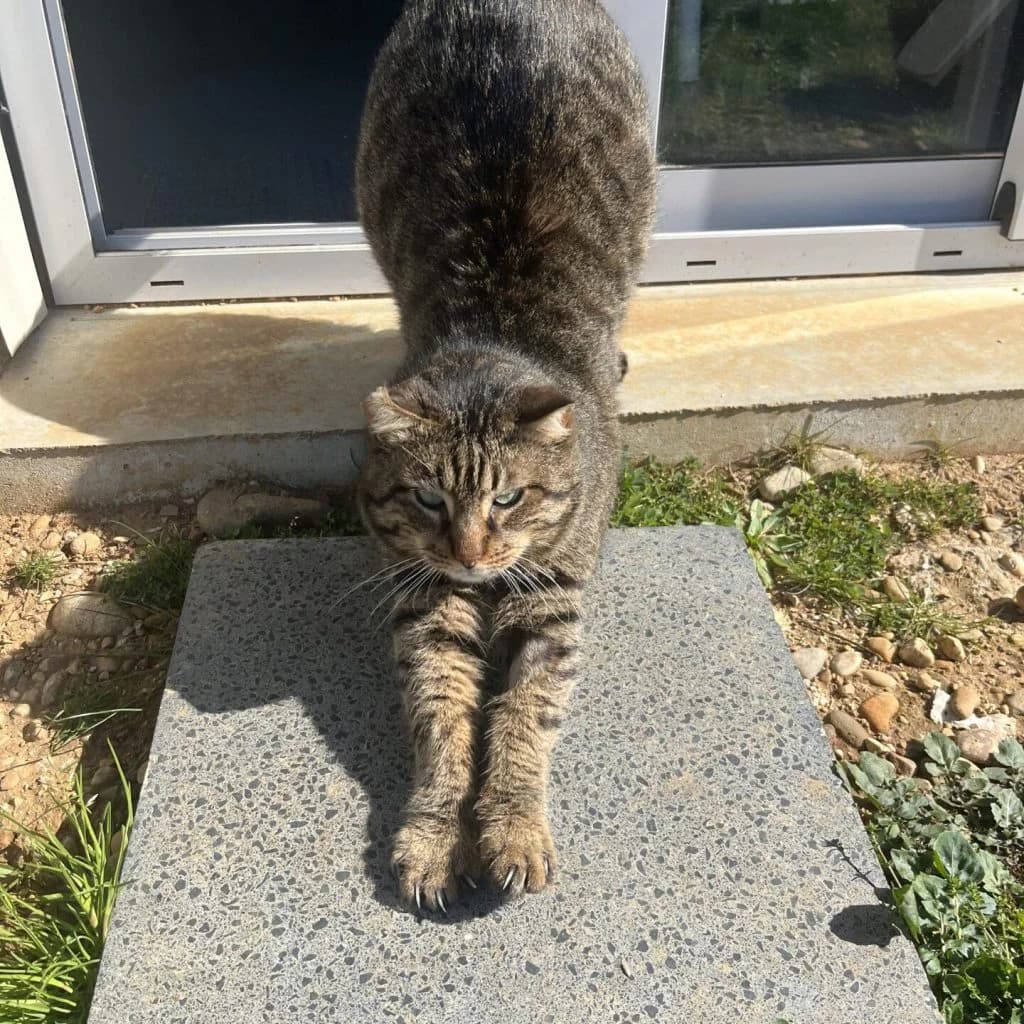 CODY, male Mixed Breed for adoption at Refuge Saint Roch (Valence), Valence — photo 2 of 14