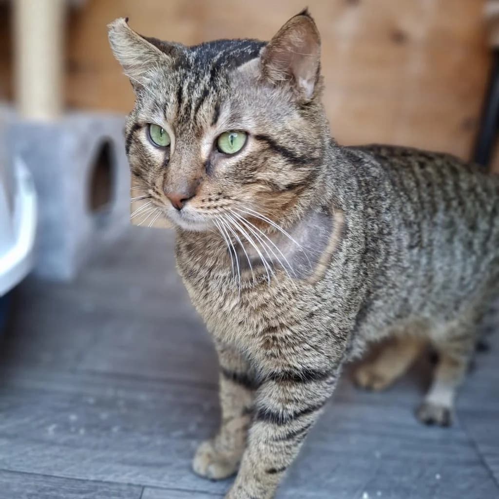 CODY, male Mixed Breed for adoption at Refuge Saint Roch (Valence), Valence — photo 3 of 14