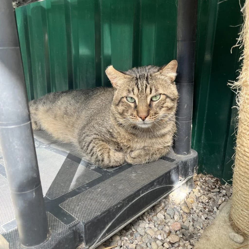 CODY, male Mixed Breed for adoption at Refuge Saint Roch (Valence), Valence — photo 4 of 14